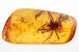 Detailed Fossil Spider and Fungus Gnats in Baltic Amber #310990-1